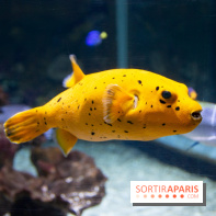 Aquarium Sea Life - IMG 8301