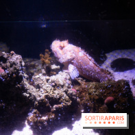 Aquarium Sea Life - IMG 8291