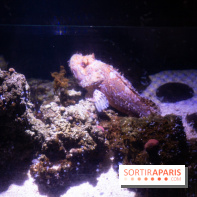 Aquarium Sea Life - IMG 8292