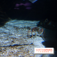 Aquarium Sea Life - IMG 8294