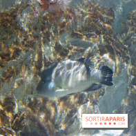 Aquarium Sea Life - IMG 8295