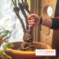 Harry Potter l'exposition cours de botanique