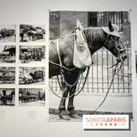 Paris Animal, nos photos de l'expo à Paris - IMG 9788