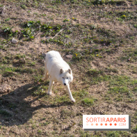 Zoo de Thoiry 2023 - 19DB37D2 8A7D 4858 B58C 87ECB4D8BFE3