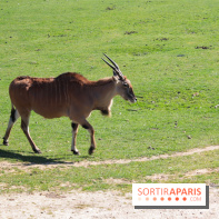 Zoo de Thoiry 2023 - Antilope
