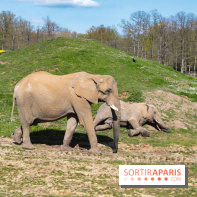 Zoo de Thoiry 2023 - Elephant