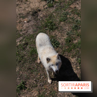Zoo de Thoiry 2023 - Loup arctique