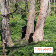 Zoo de Thoiry 2023 - Ours