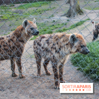 Les tanières du zoo de Thoiry 2023 - 440E9292 FFB5 49B9 A476 CEF173982527