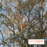 Les tanières du zoo de Thoiry 2023 - Lynx nocturne