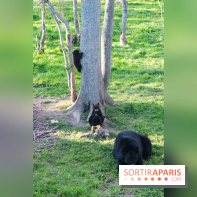 Les tanières du zoo de Thoiry 2023 - Ours