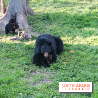 Les tanières du zoo de Thoiry 2023 - Ours