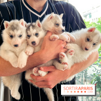 Puppy Yoga - image00002