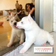 Puppy Yoga