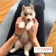 Puppy Yoga