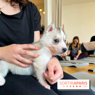 Puppy Yoga