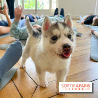 Puppy Yoga