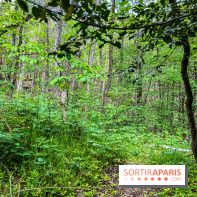 Visuel forêt  - IMG 7051