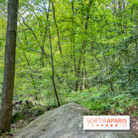 Visuel forêt  - IMG 7042