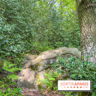 Visuel forêt  - IMG 7041