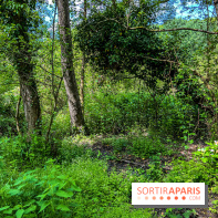 Visuel forêt  - IMG 7031