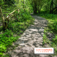 Visuel forêt  - IMG 7033