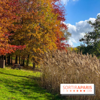 Visuel forêt  - IMG 1106