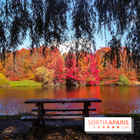 Visuel forêt  - IMG 4757