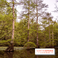 Visuel forêt  -  A7C0011