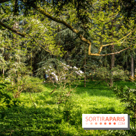 Visuel forêt  -  A7C8760