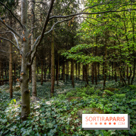 Visuel forêt  -  A7C8750