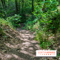 Visuel forêt  - IMG 7054