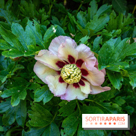 Les Jardins de Sonja au Perray-en-Yvelines -  A7C4991