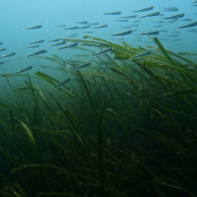 La soirée de sensibilisation à la protection de nos océans à la Recyclerie - PORTUGAL 1.16.1