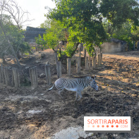 Nocturnes au Parc Zoologique de Paris - IMG 3487