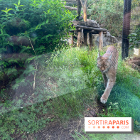 Nocturnes au Parc Zoologique de Paris