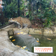 Nocturnes au Parc Zoologique de Paris - IMG 3537