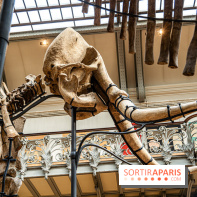 Le mammouth de Durfort restauré au Muséum national d’Histoire naturelle -  A7C7422