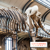 Le mammouth de Durfort restauré au Muséum national d’Histoire naturelle -  A7C7425