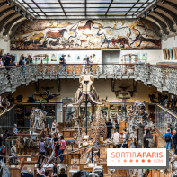 Le mammouth de Durfort restauré au Muséum national d’Histoire naturelle -  A7C7434