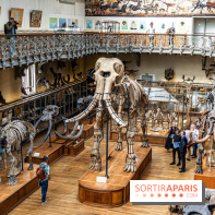 Le mammouth de Durfort restauré au Muséum national d’Histoire naturelle -  A7C7437