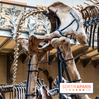 Le mammouth de Durfort restauré au Muséum national d’Histoire naturelle -  A7C7426