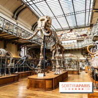 Le mammouth de Durfort restauré au Muséum national d’Histoire naturelle -  A7C7409