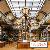 Le mammouth de Durfort restauré au Muséum national d’Histoire naturelle -  A7C7412