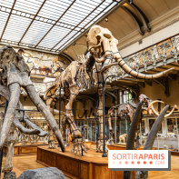 Le mammouth de Durfort restauré au Muséum national d’Histoire naturelle -  A7C7418