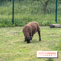 Base de loisirs de Saint-Quentin-en-Yvelines - Ile de loisirs de Trappes - activités - IMG 8652