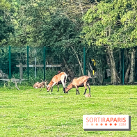 Base de loisirs de Saint-Quentin-en-Yvelines - Ile de loisirs de Trappes - activités - IMG 8645