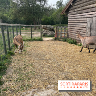 Base de loisirs de Saint-Quentin-en-Yvelines - Ile de loisirs de Trappes - activités - IMG 8641