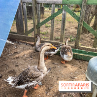 Base de loisirs de Saint-Quentin-en-Yvelines - Ile de loisirs de Trappes - activités - IMG 8657