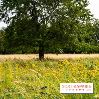 Base de loisirs de Saint-Quentin-en-Yvelines - Ile de loisirs de Trappes - activités -  A7C7322
